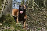 BULLMASTIFF 384